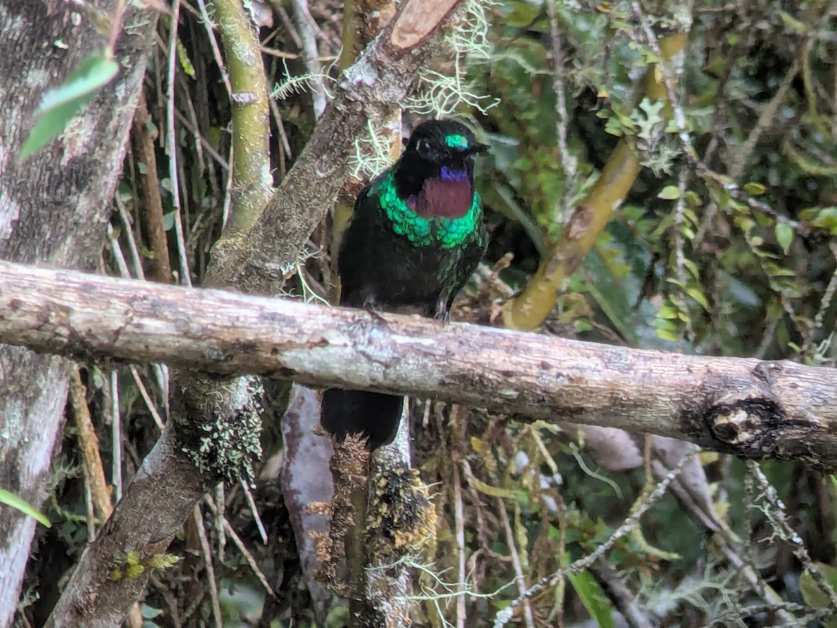 Greenish Puffleg - ML646709184