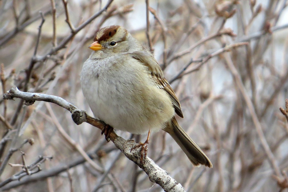 White-crowned Sparrow (Gambel's) - ML646709185