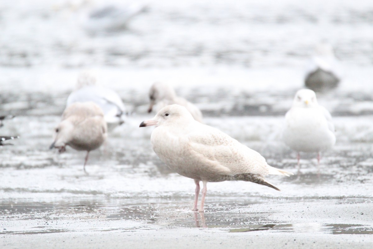 Мөсний цахлай - ML646709186