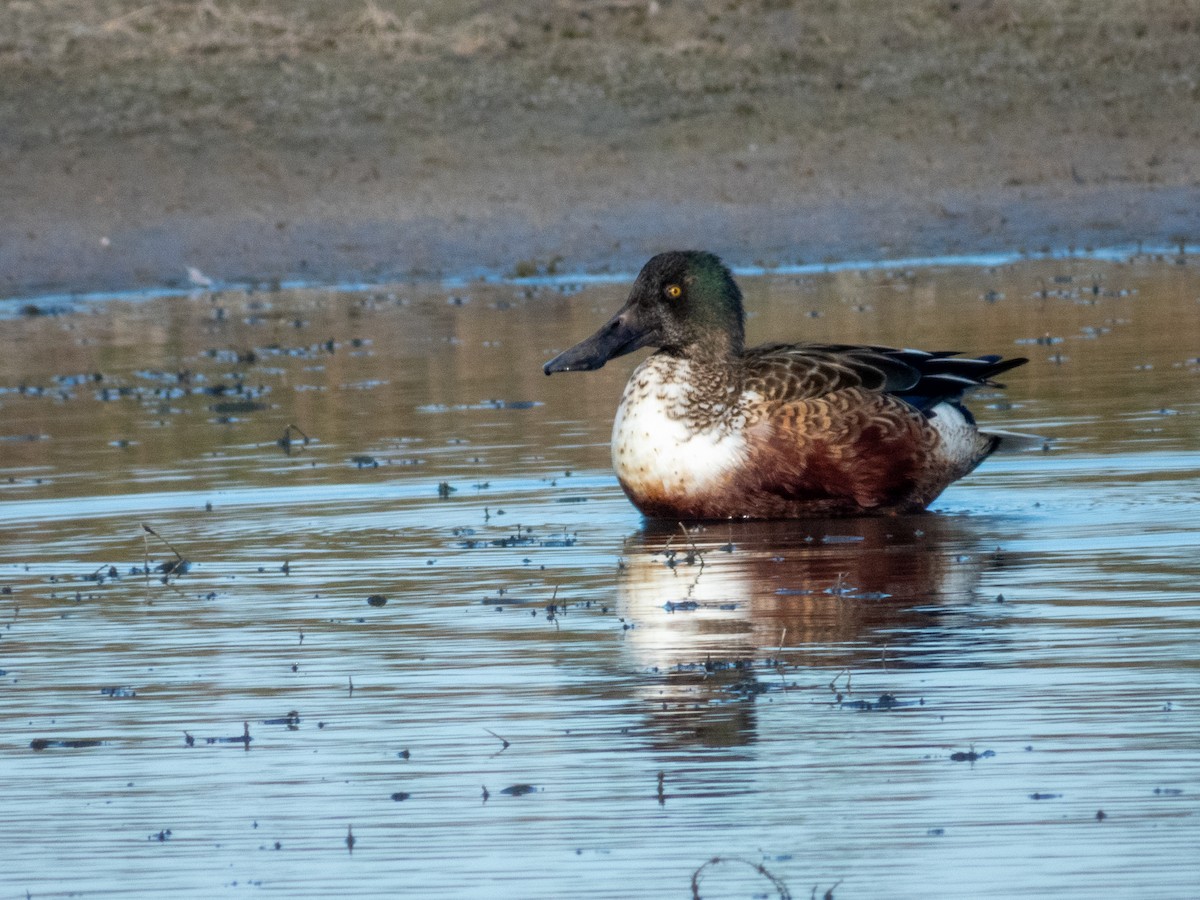 Northern Shoveler - ML646709187