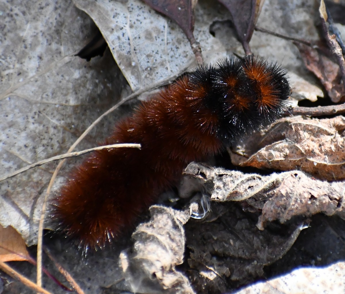 Isabella Tiger Moth - ML646709188