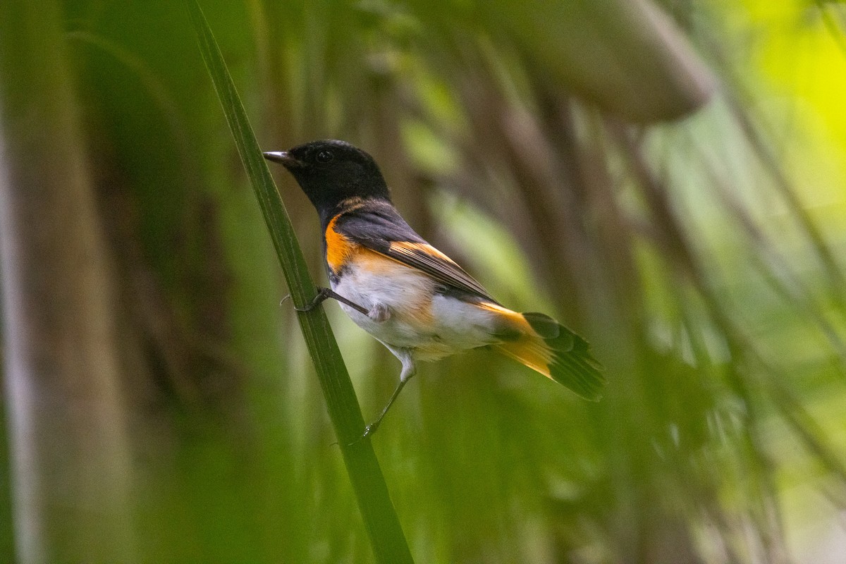 American Redstart - ML646709189