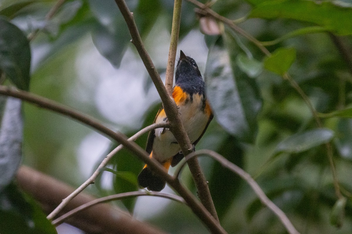 American Redstart - ML646709190