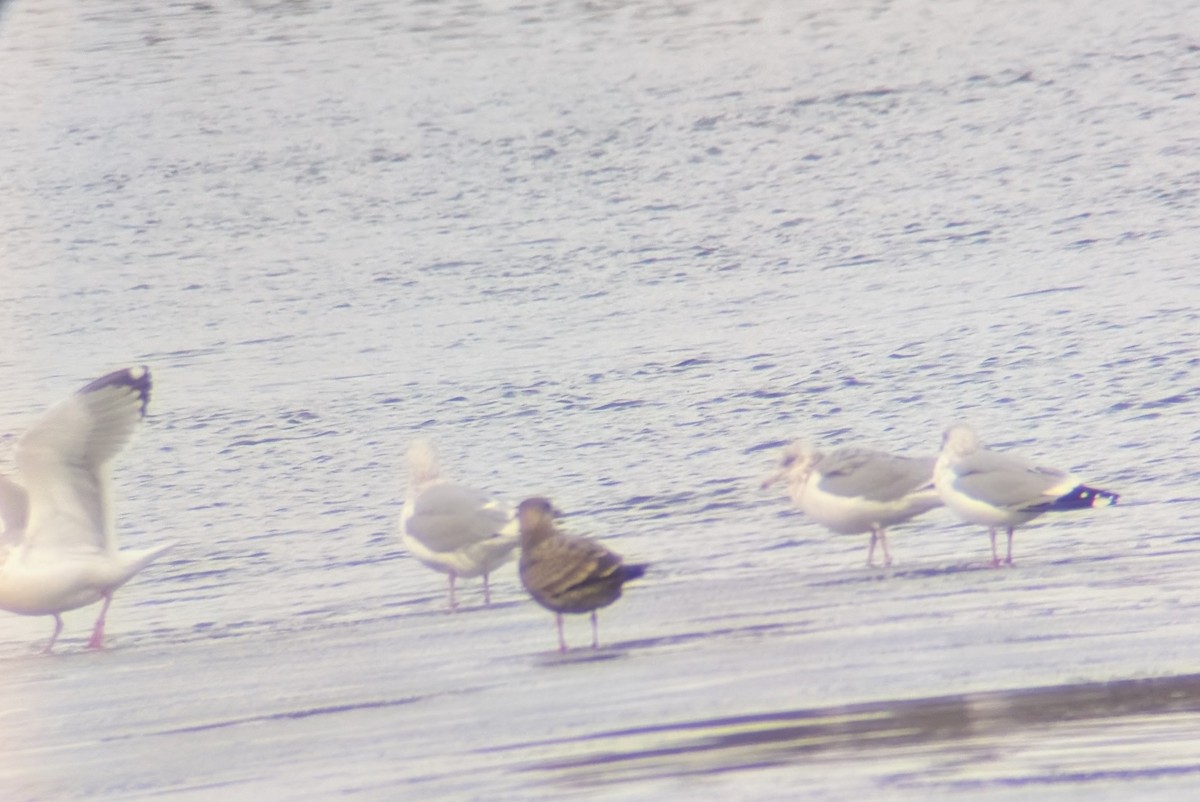 American Herring Gull - ML646709191