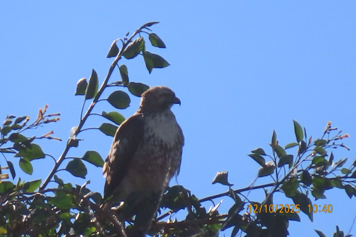 Red-tailed Hawk - ML646709192