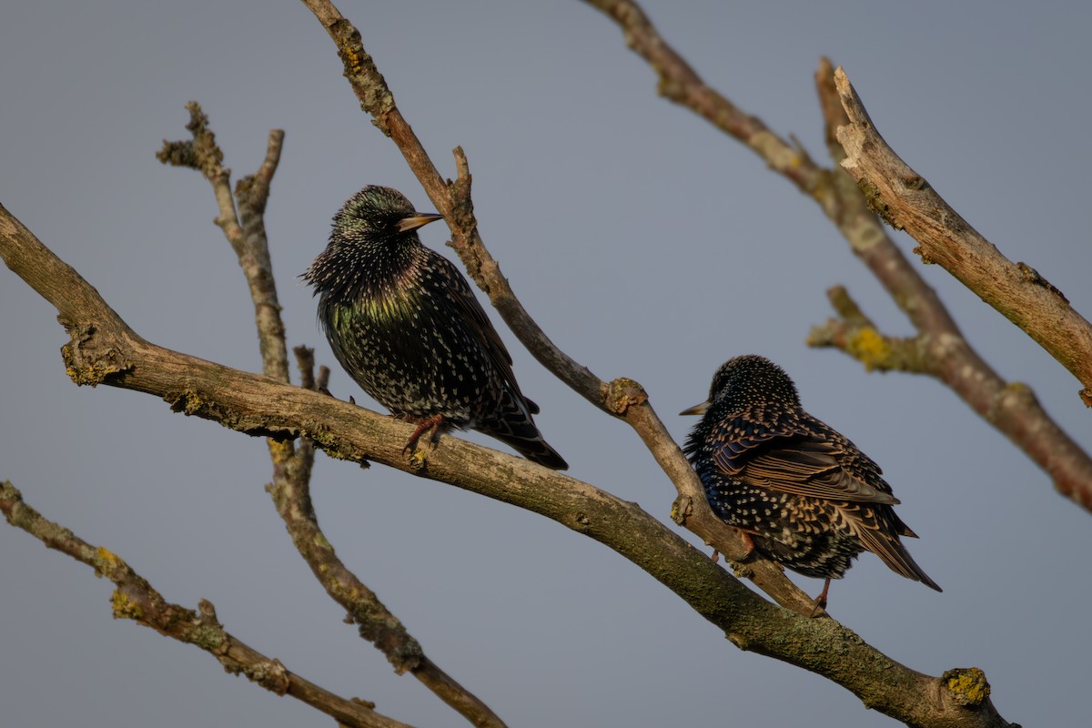 European Starling - ML646709193