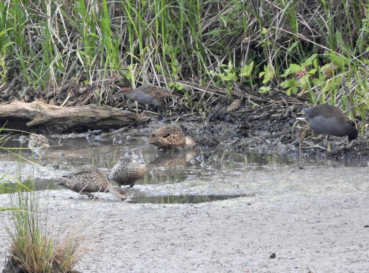 Gray Teal - ML646709196