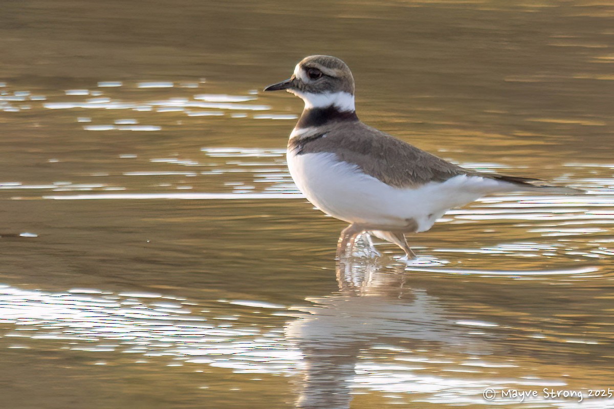 Killdeer - ML646709197