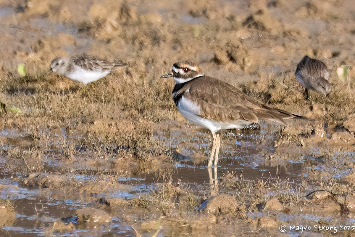 Killdeer - ML646709198