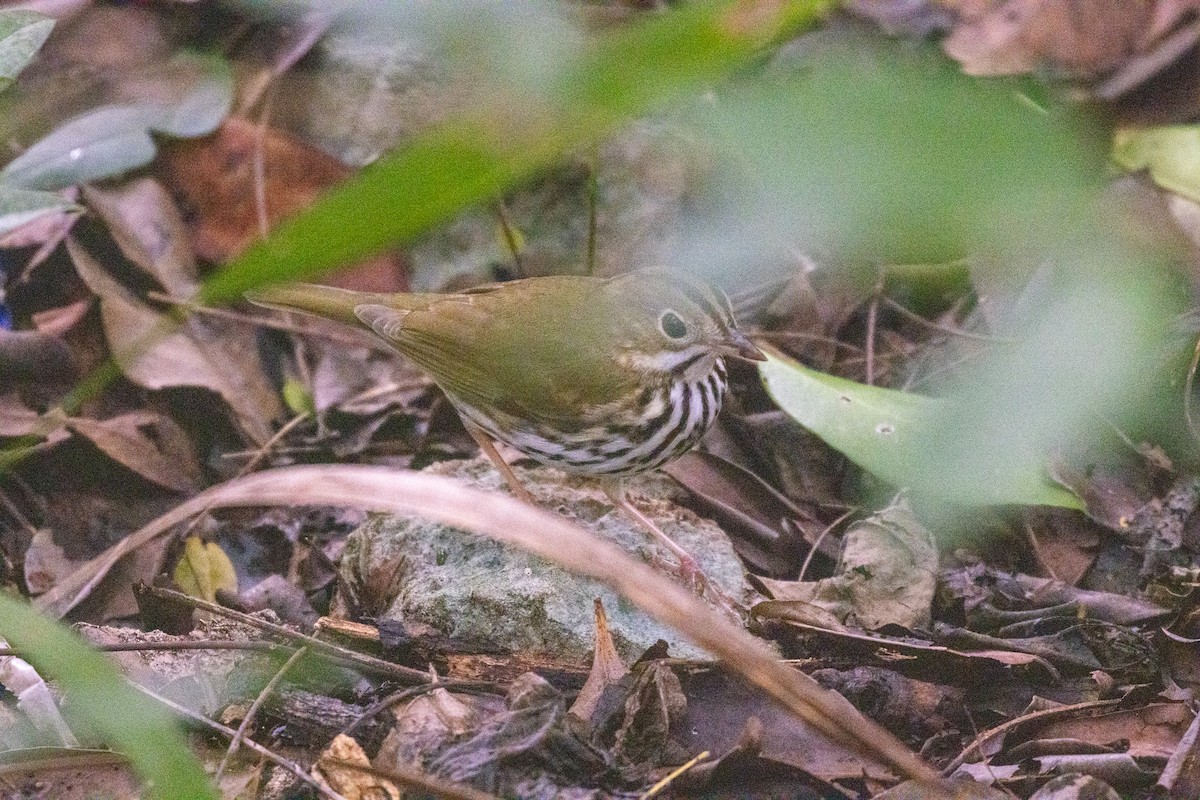 Ovenbird - ML646709199