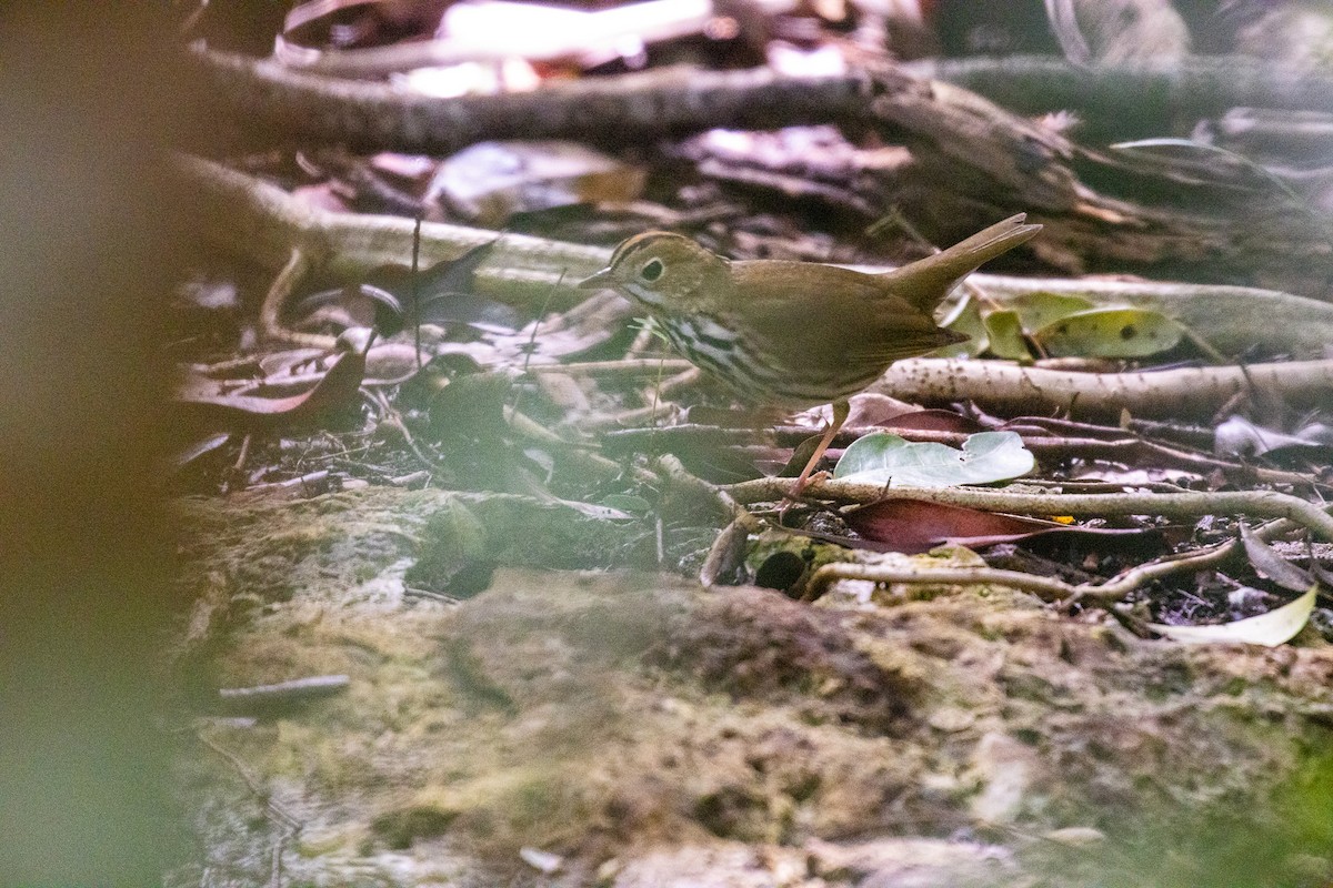 Ovenbird - ML646709200