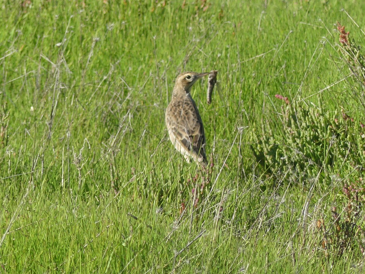 Richard's Pipit - ML646709201