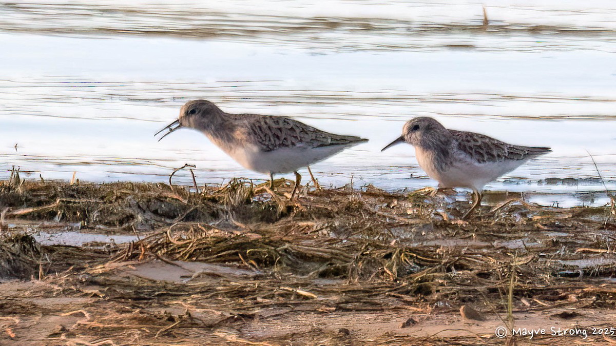 Least Sandpiper - ML646709204