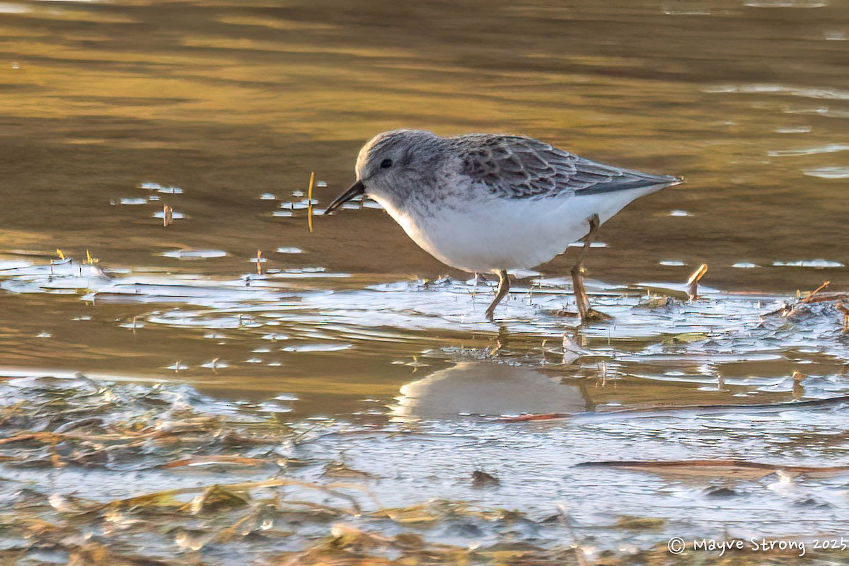 Least Sandpiper - ML646709205