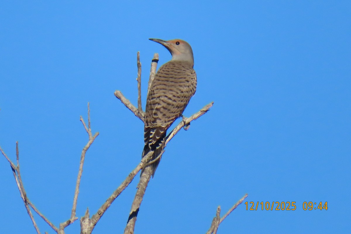Northern Flicker (Red-shafted) - ML646709206