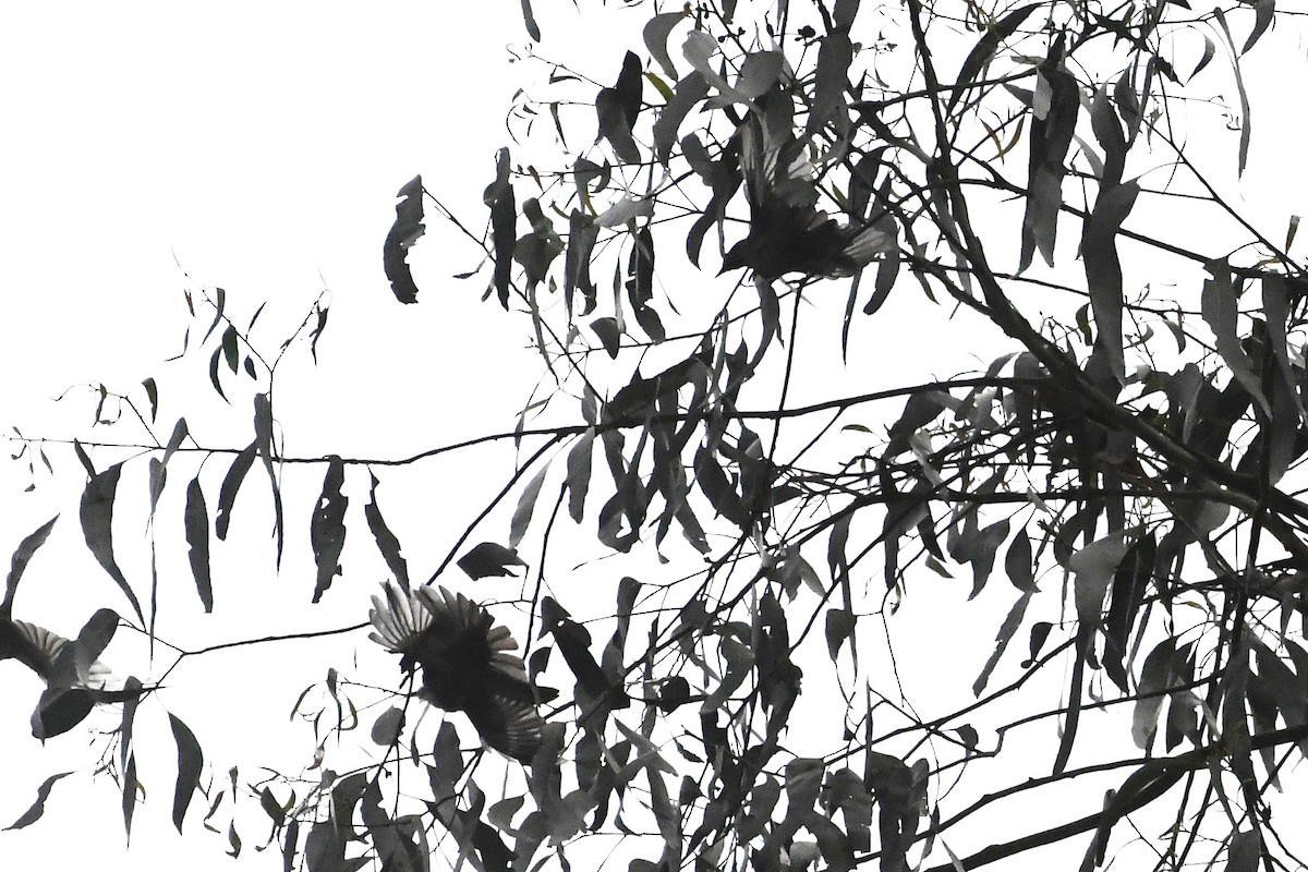 Yellow-faced Honeyeater - ML646709207