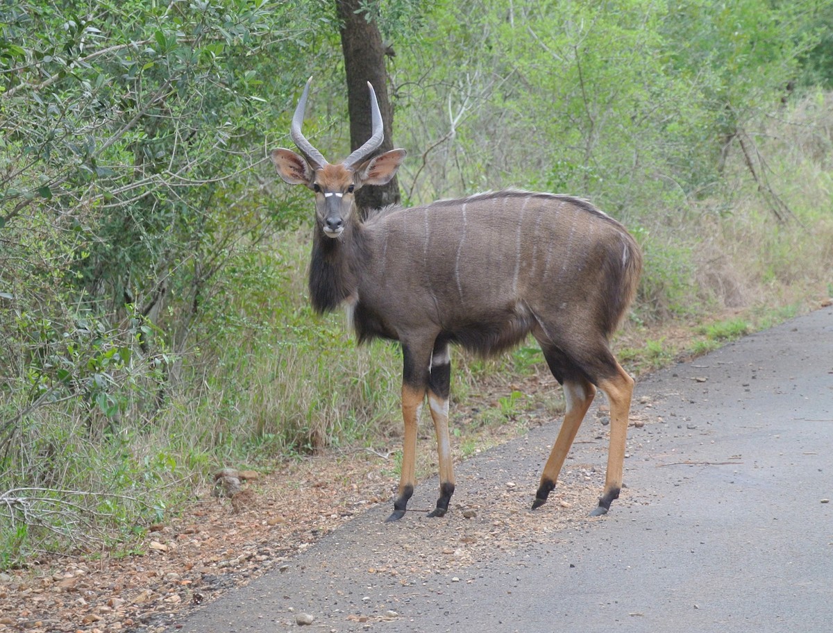 Nyala - ML646709208