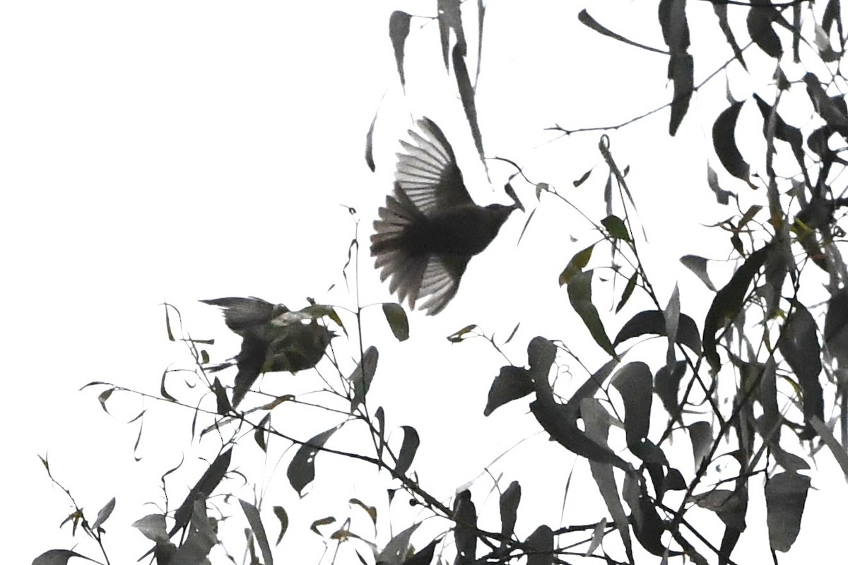 Yellow-faced Honeyeater - ML646709210