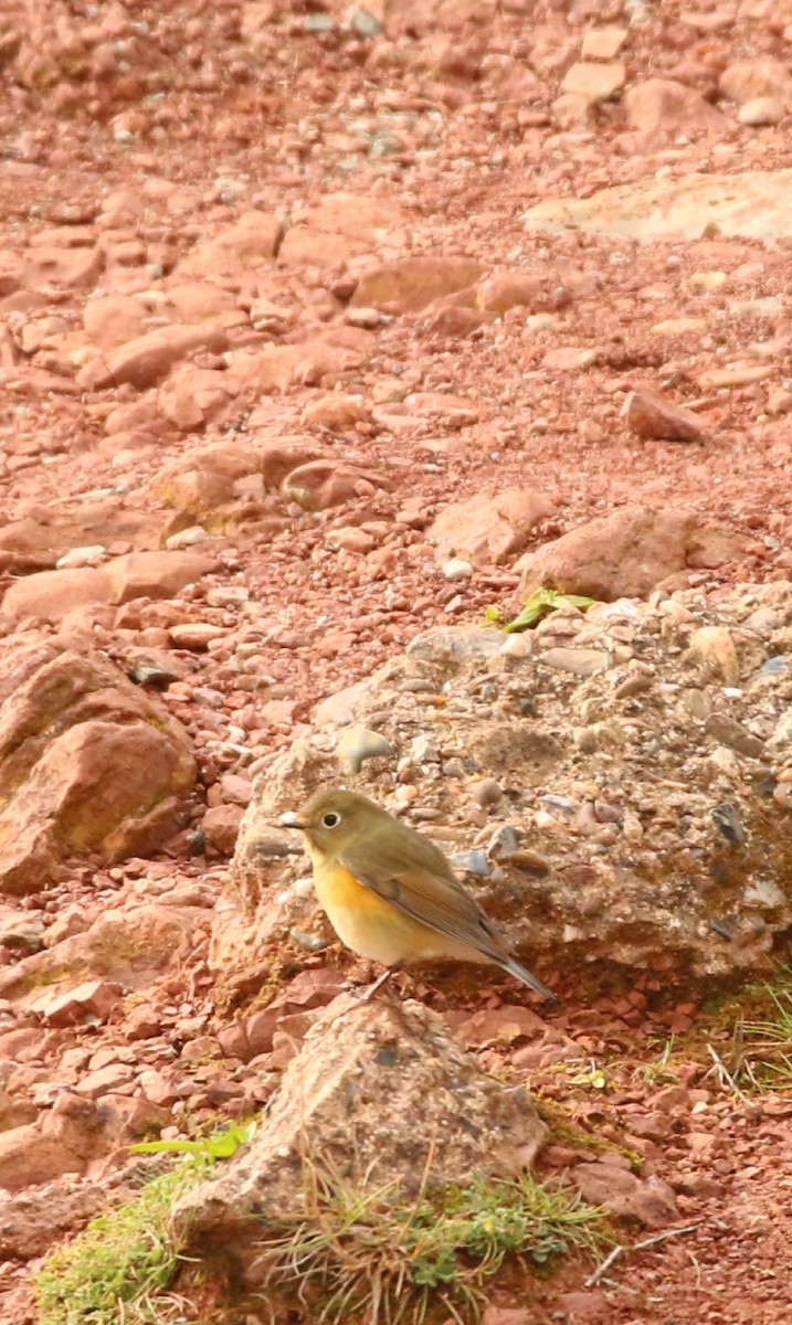 Red-flanked Bluetail - ML646709218