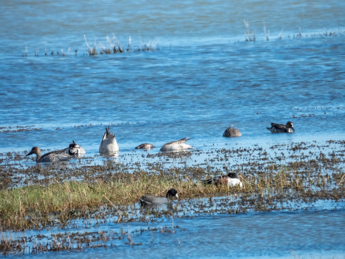 Kılkuyruk - ML646709219