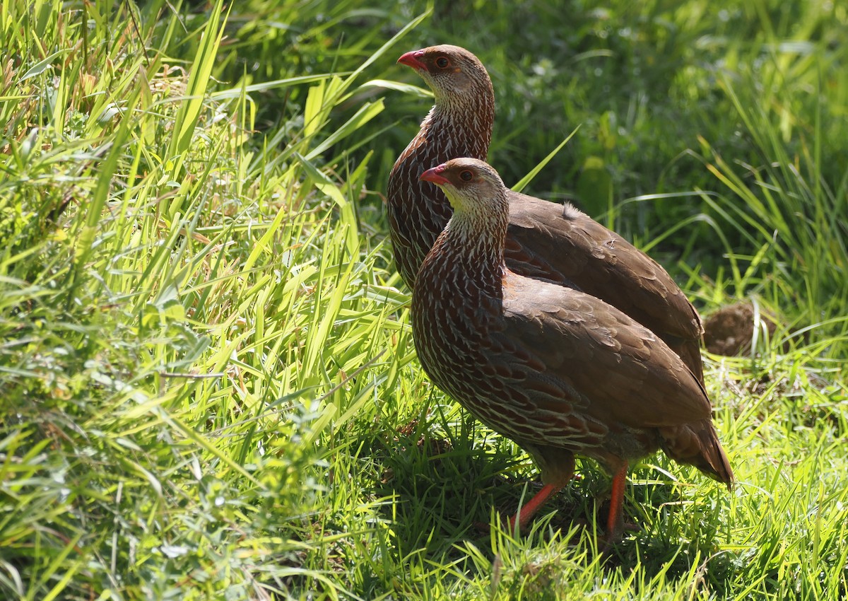 Jacksonfrankolin - ML646709220
