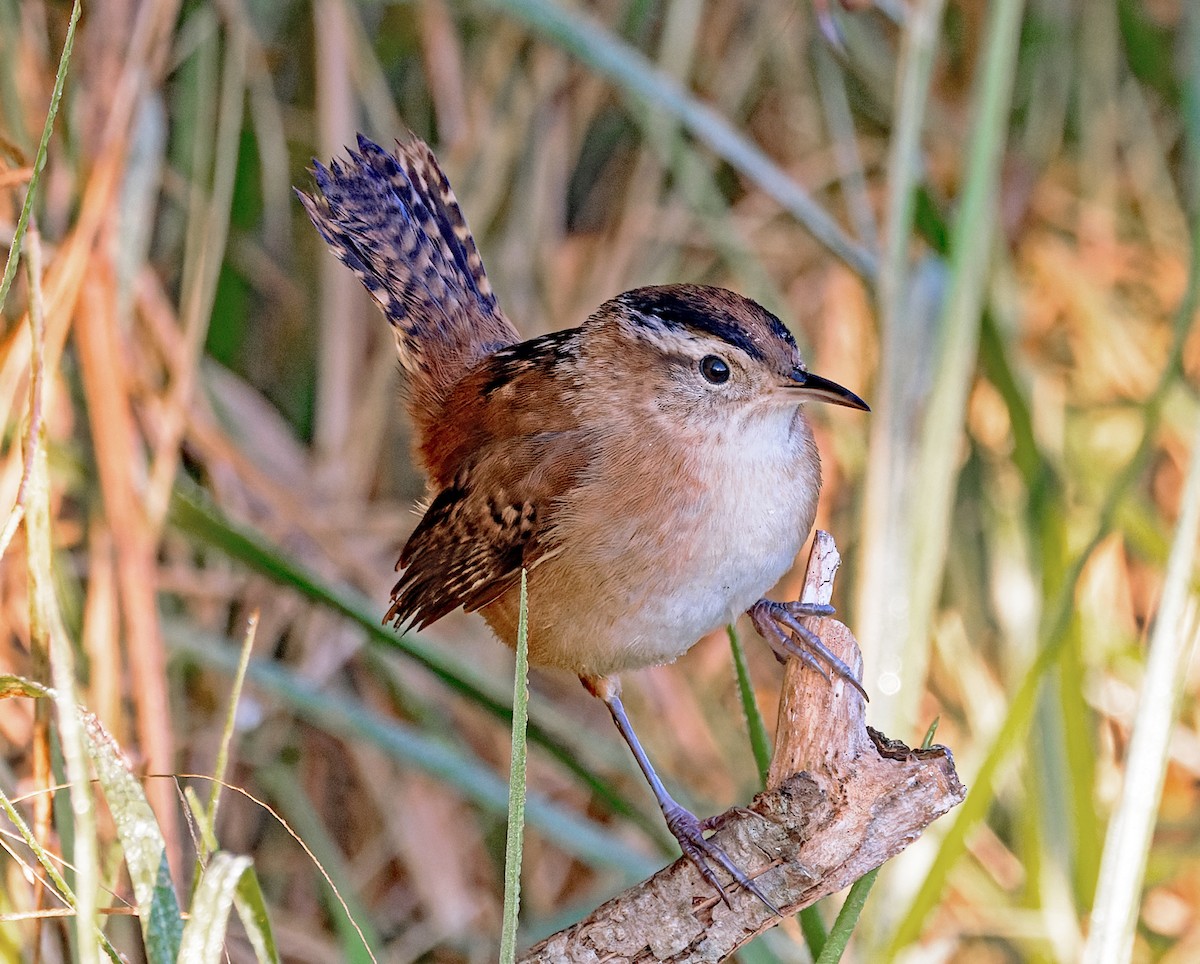 Marsh Wren - ML646709224