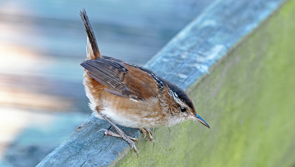 Marsh Wren - ML646709225