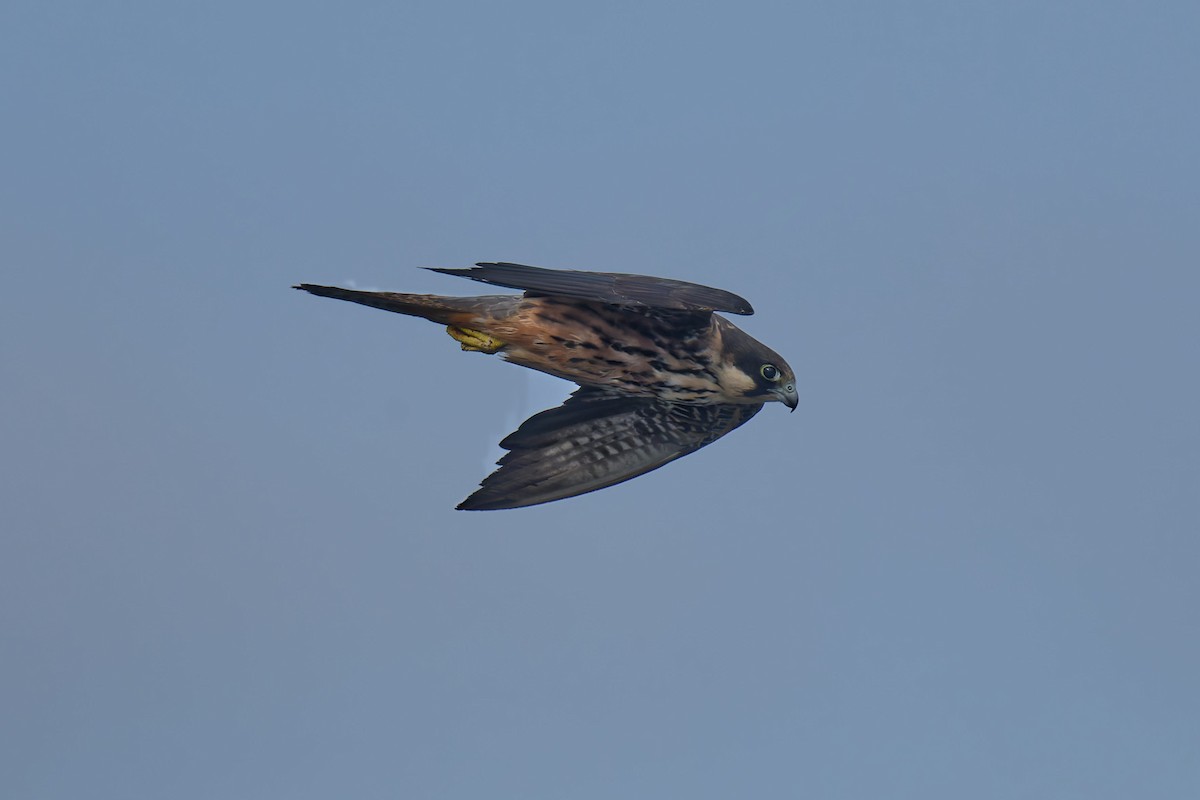 Faucon d'Éléonore - ML646709226