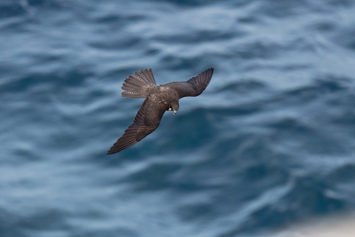 Faucon d'Éléonore - ML646709227