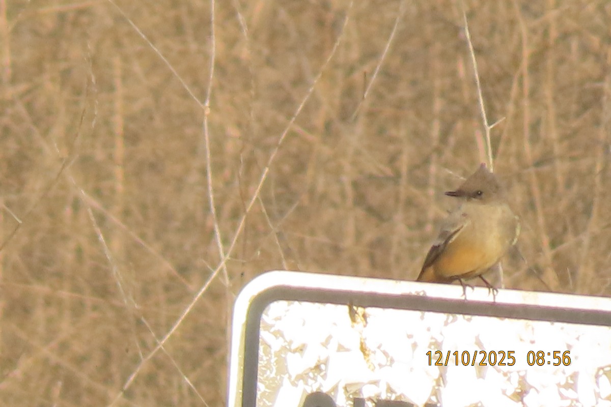 Mosquero Llanero - ML646709228