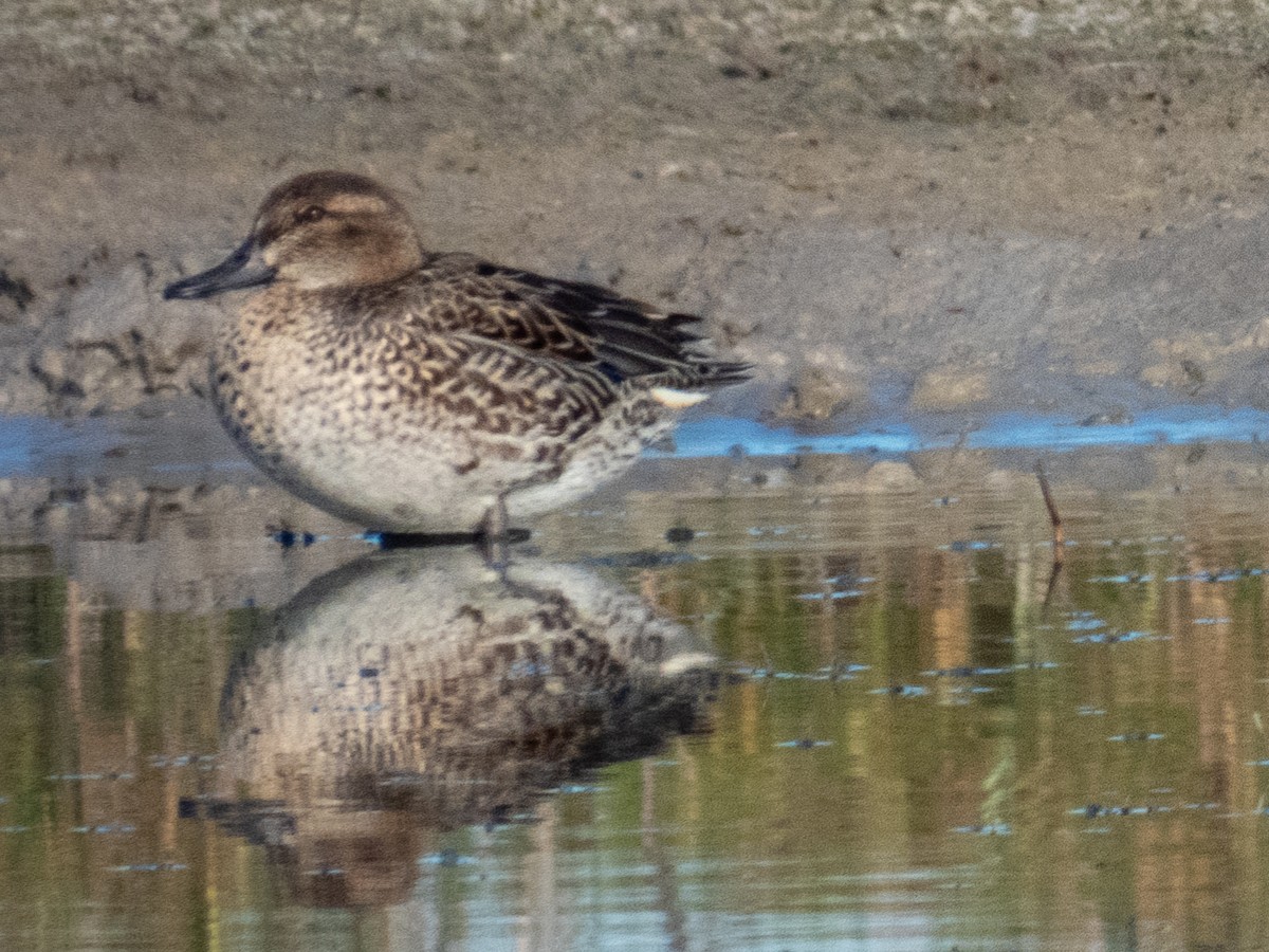 Çamurcun (carolinensis) - ML646709232