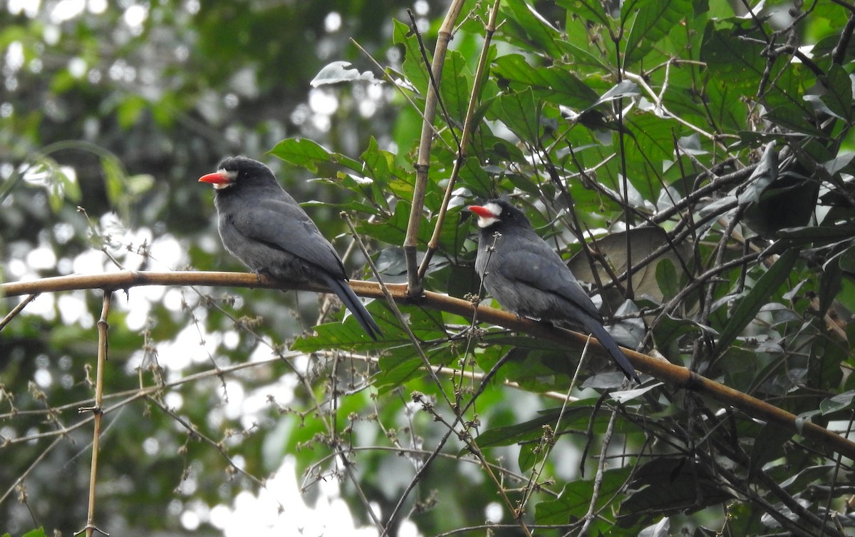 White-fronted Nunbird - ML646709233