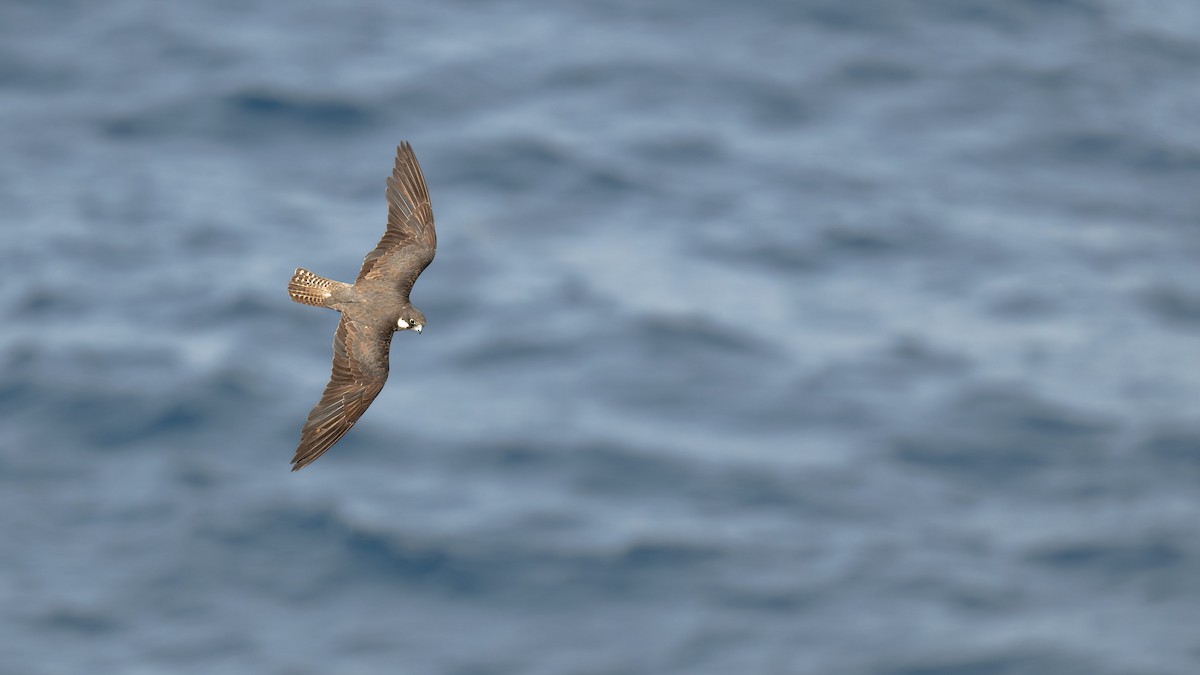 Faucon d'Éléonore - ML646709234