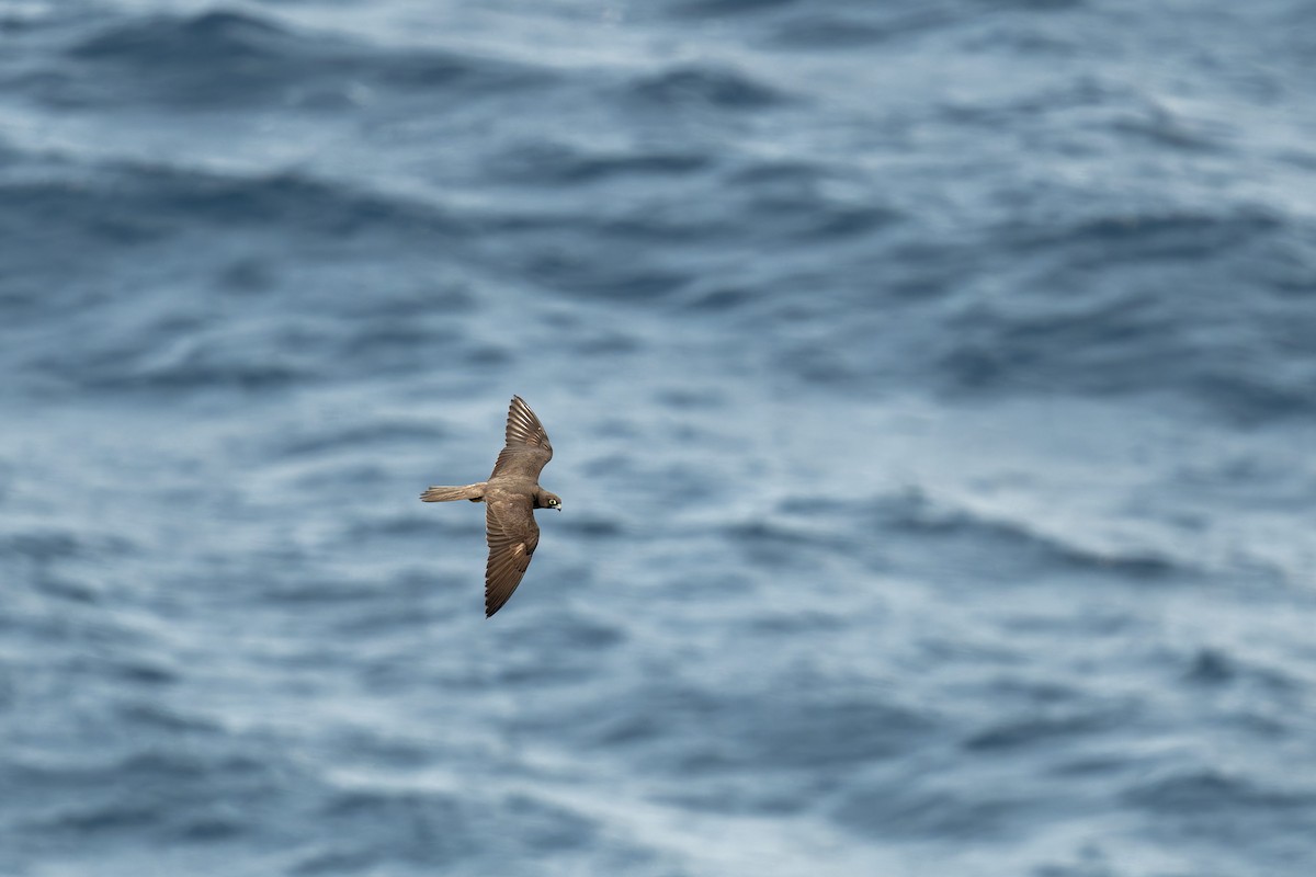 Faucon d'Éléonore - ML646709235