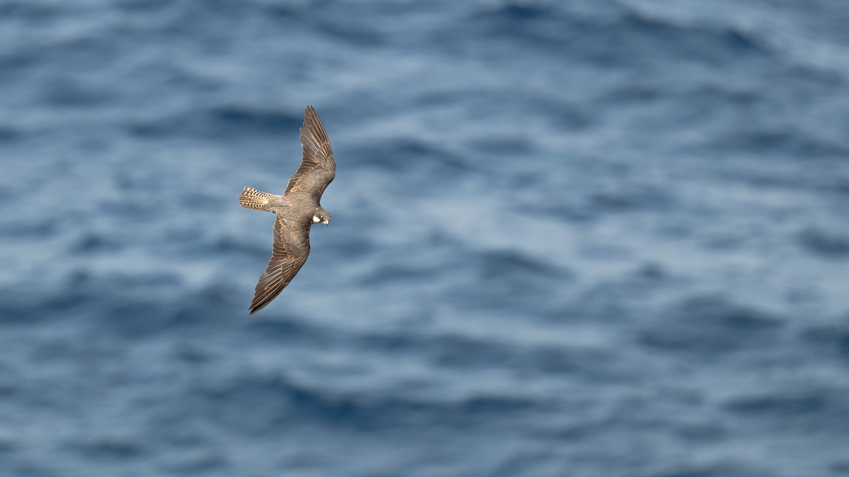 Faucon d'Éléonore - ML646709236