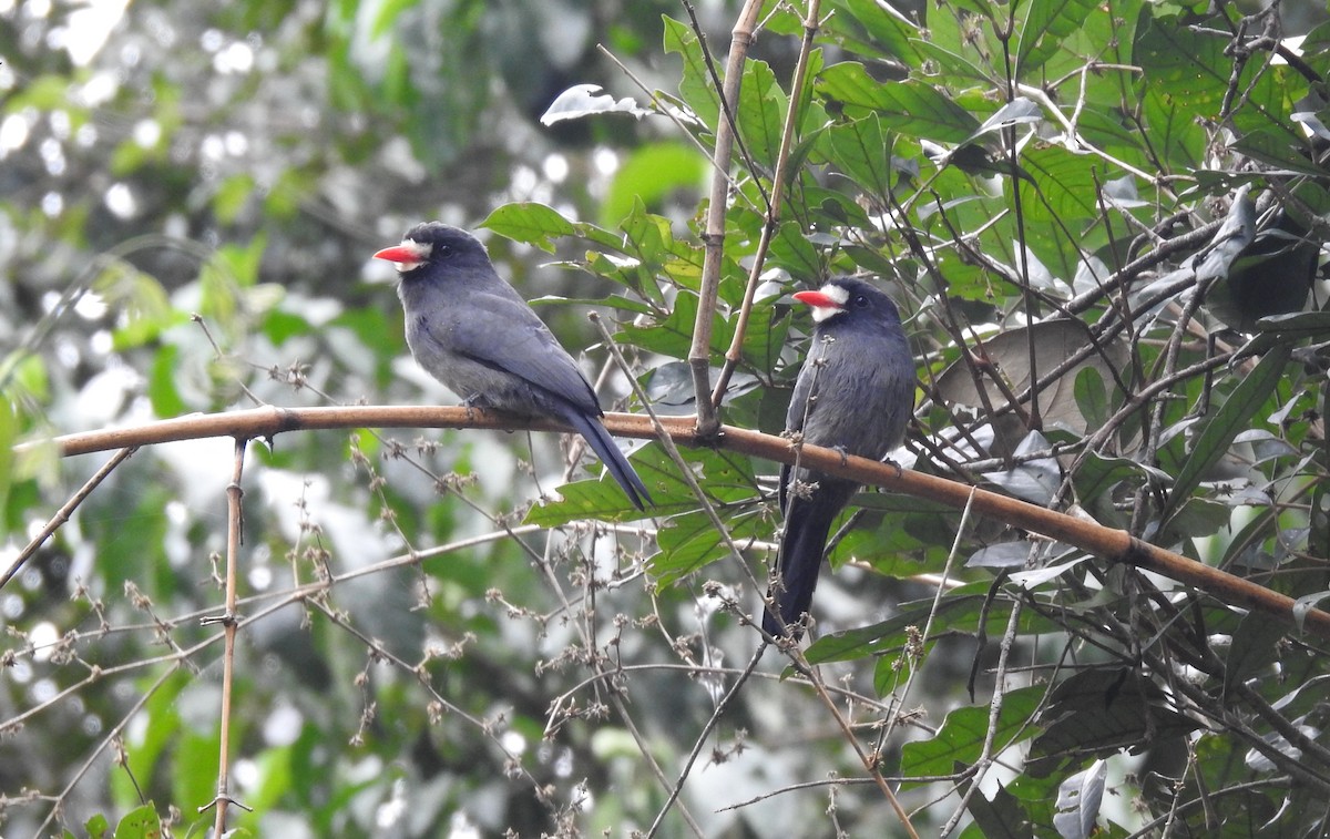 White-fronted Nunbird - ML646709237