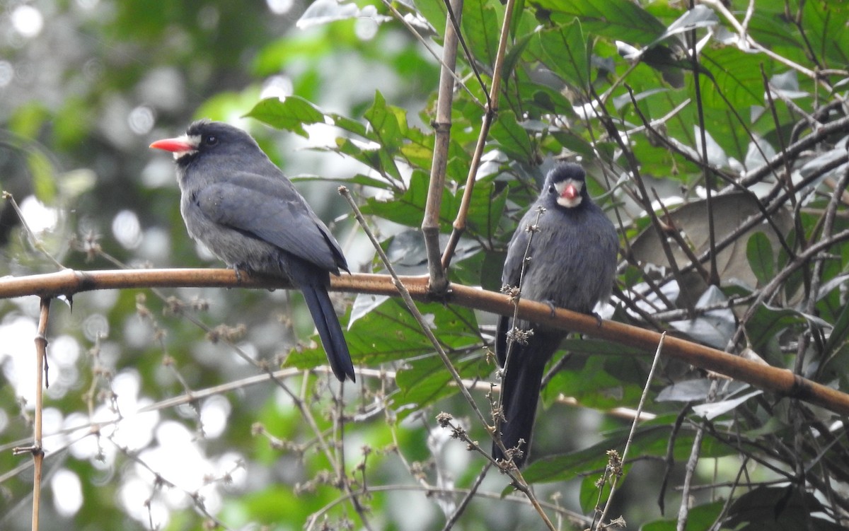 White-fronted Nunbird - ML646709238
