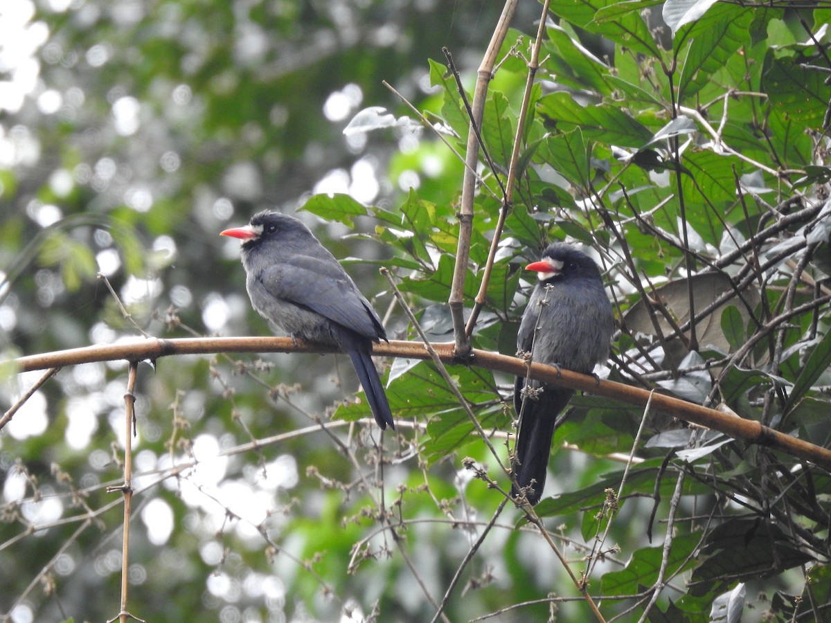 White-fronted Nunbird - ML646709239