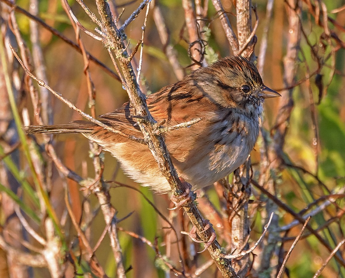 Swamp Sparrow - ML646709240