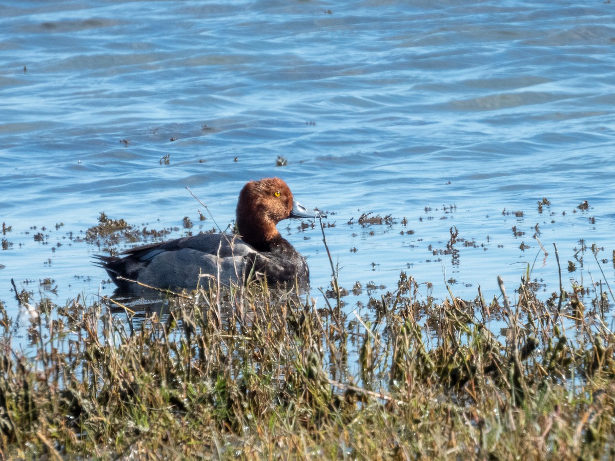 Amerika Elmabaşı - ML646709248