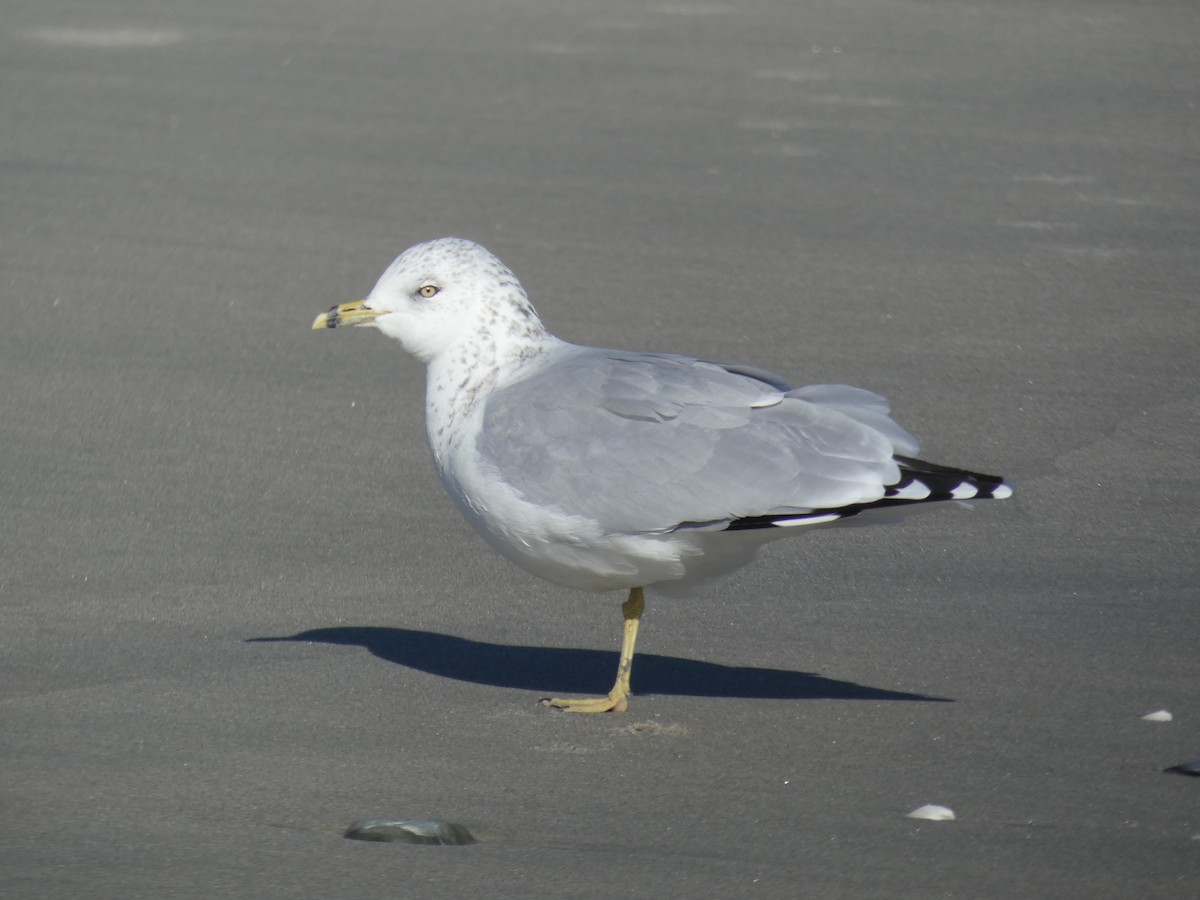 Ring-billed Gull - ML646709256