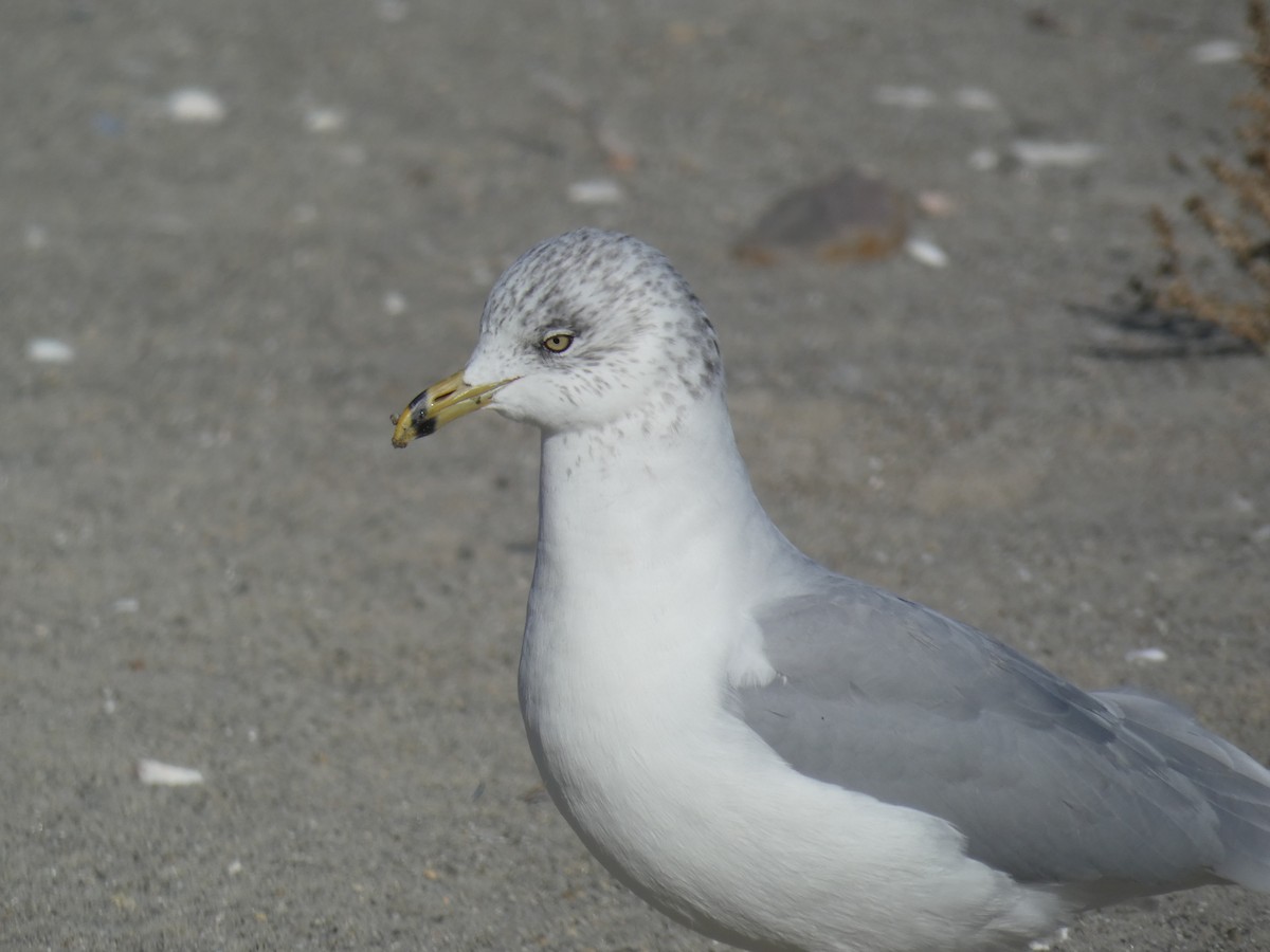 Ring-billed Gull - ML646709257