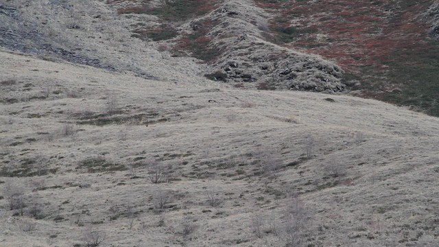 Caucasian Grouse - ML646709258