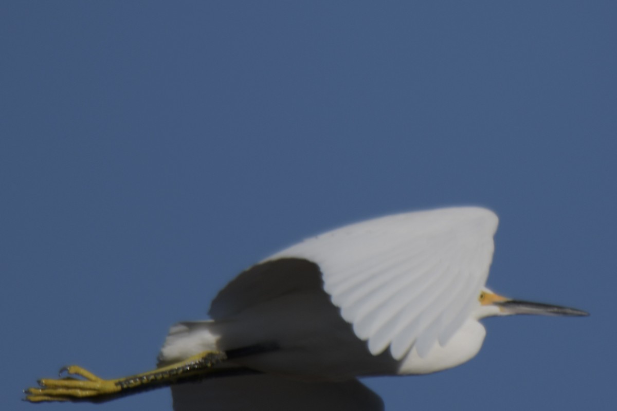 Snowy Egret - ML646709260