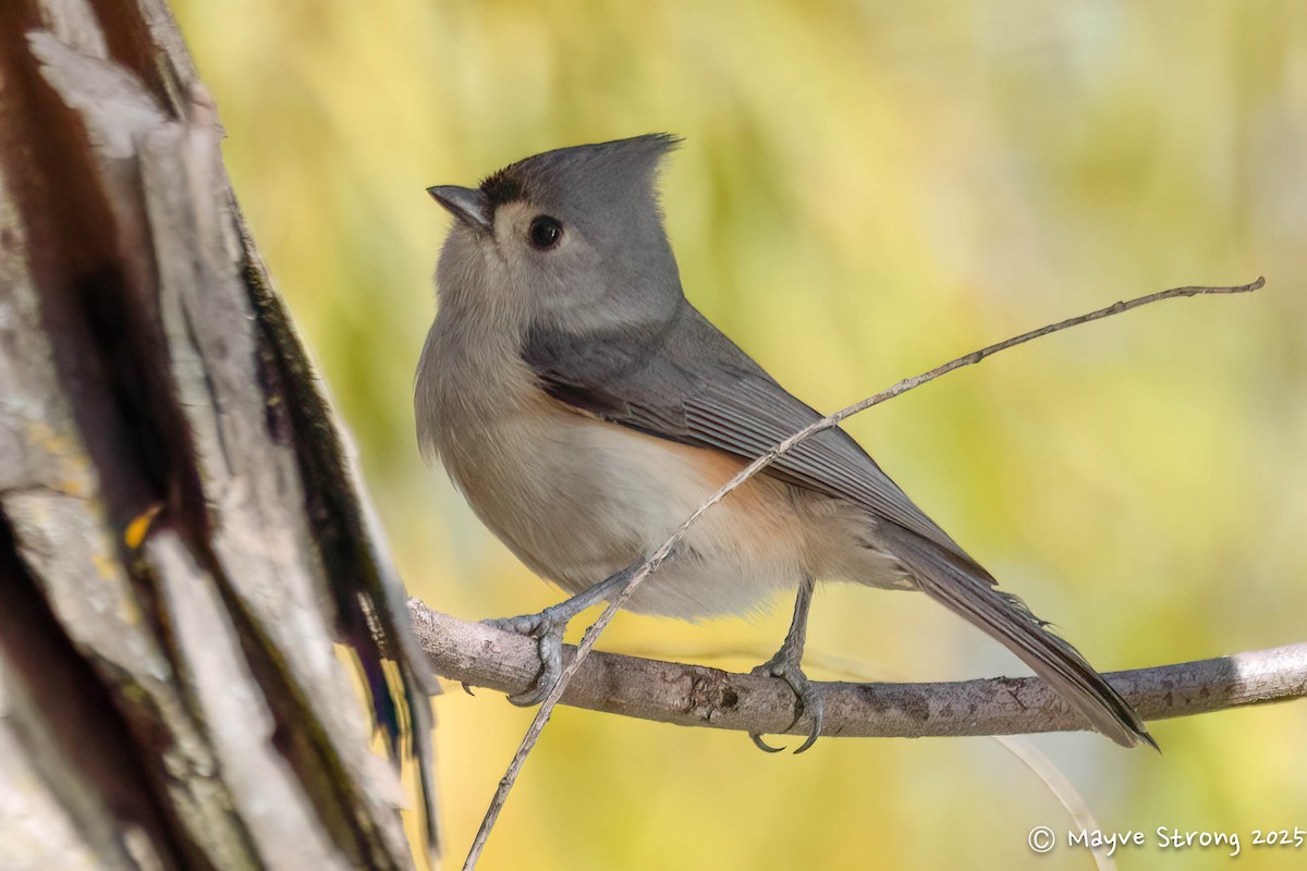 Tufted Titmouse - ML646709266
