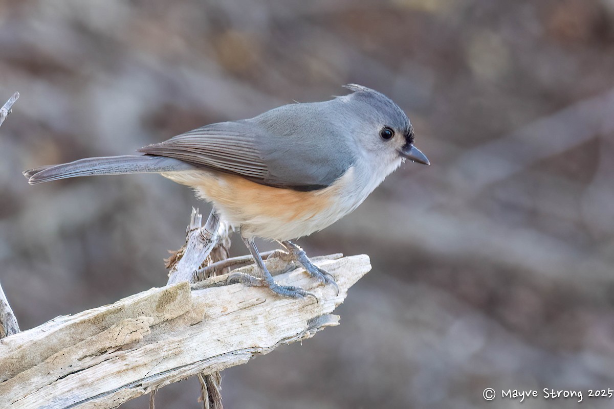Tufted Titmouse - ML646709267