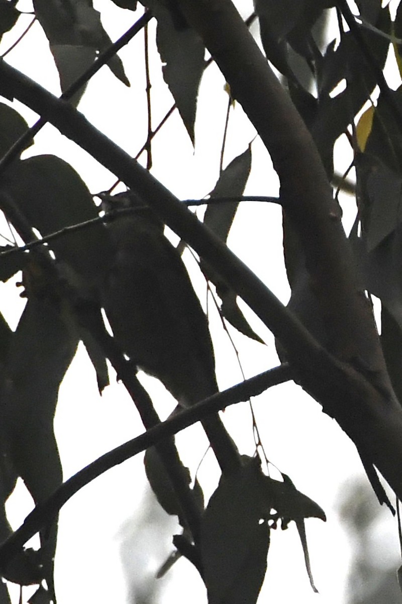 Yellow-faced Honeyeater - ML646709268