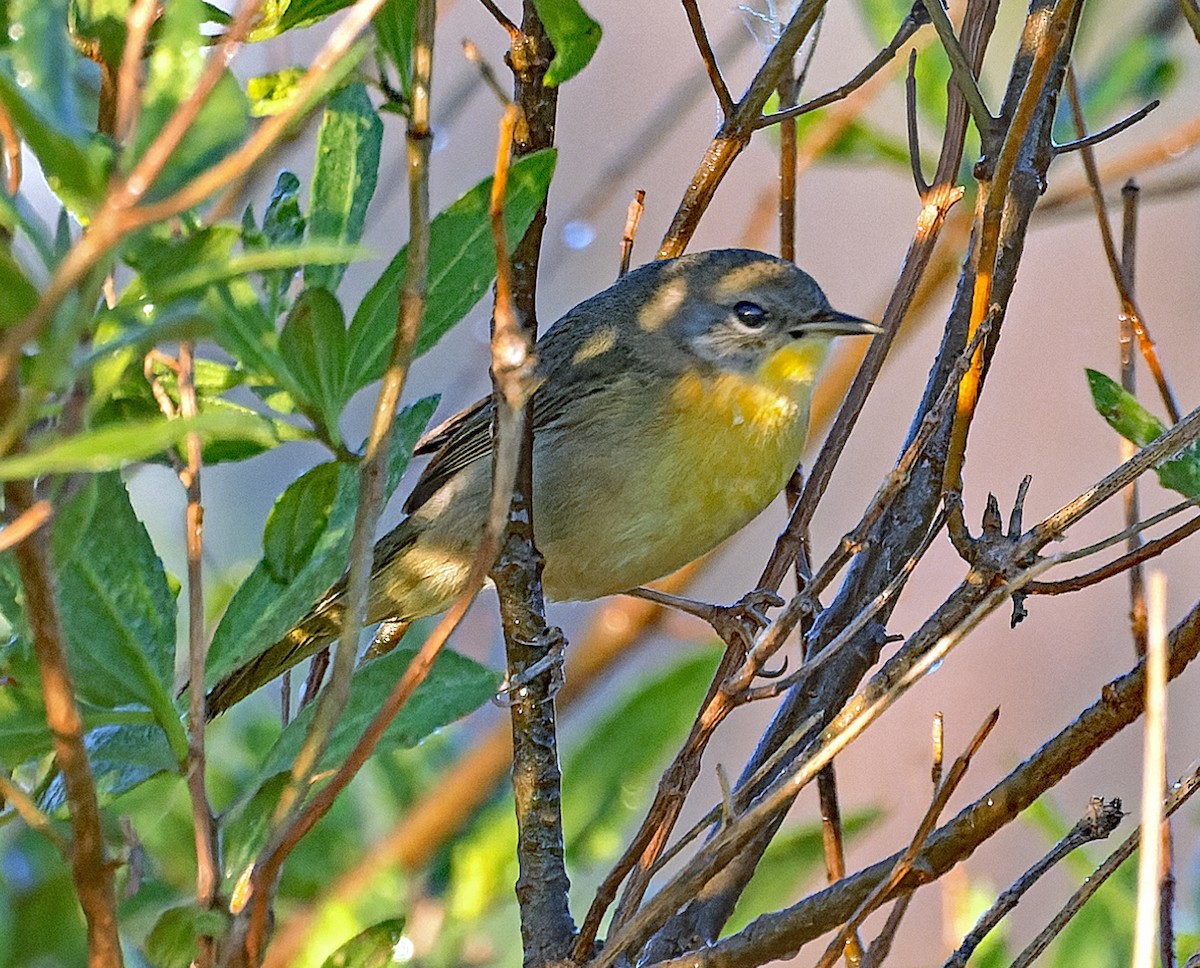 Common Yellowthroat - ML646709269