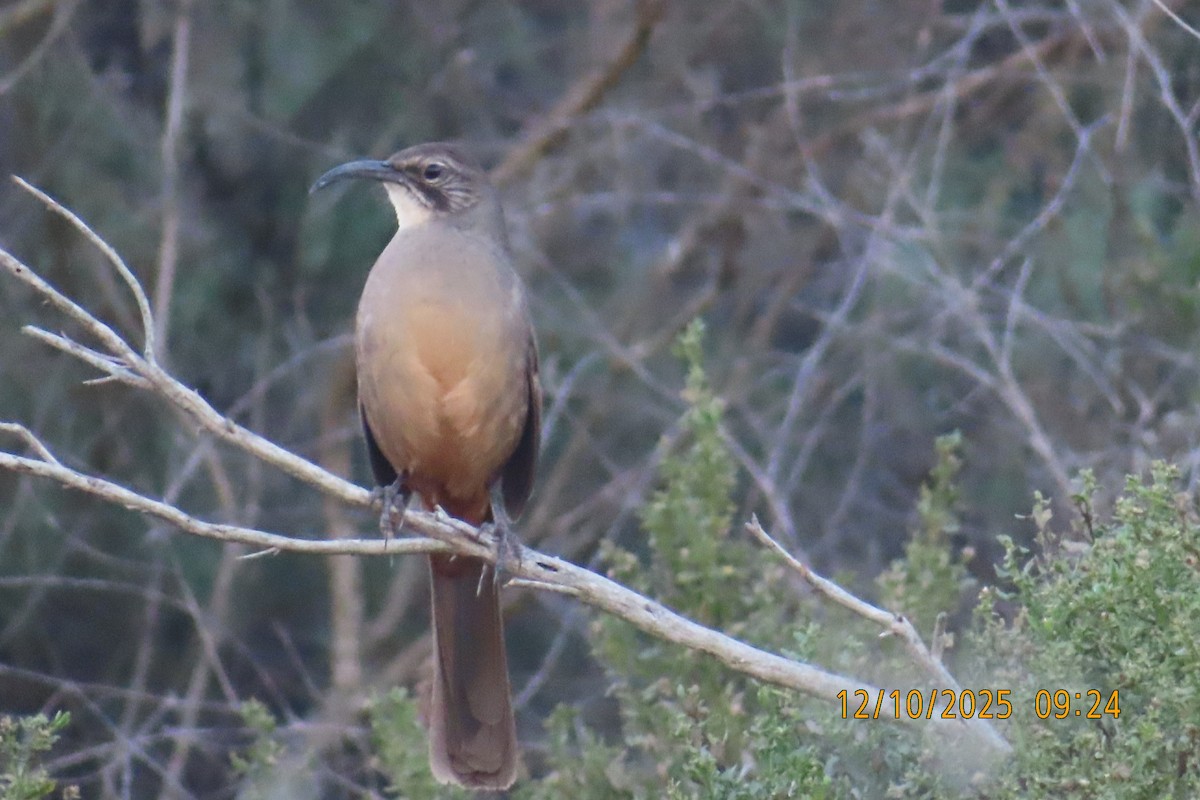 Cuitlacoche Californiano - ML646709270