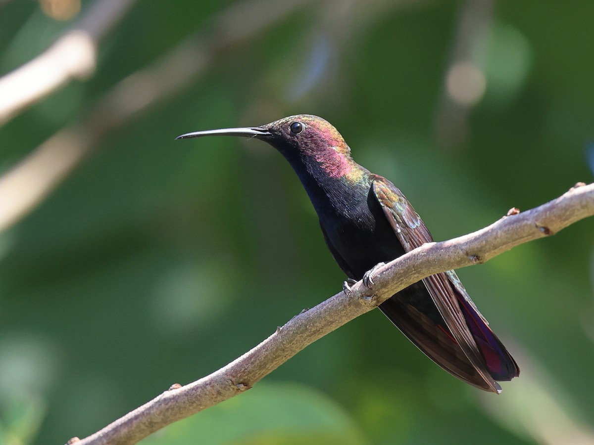 Jamaican Mango - ML646709271